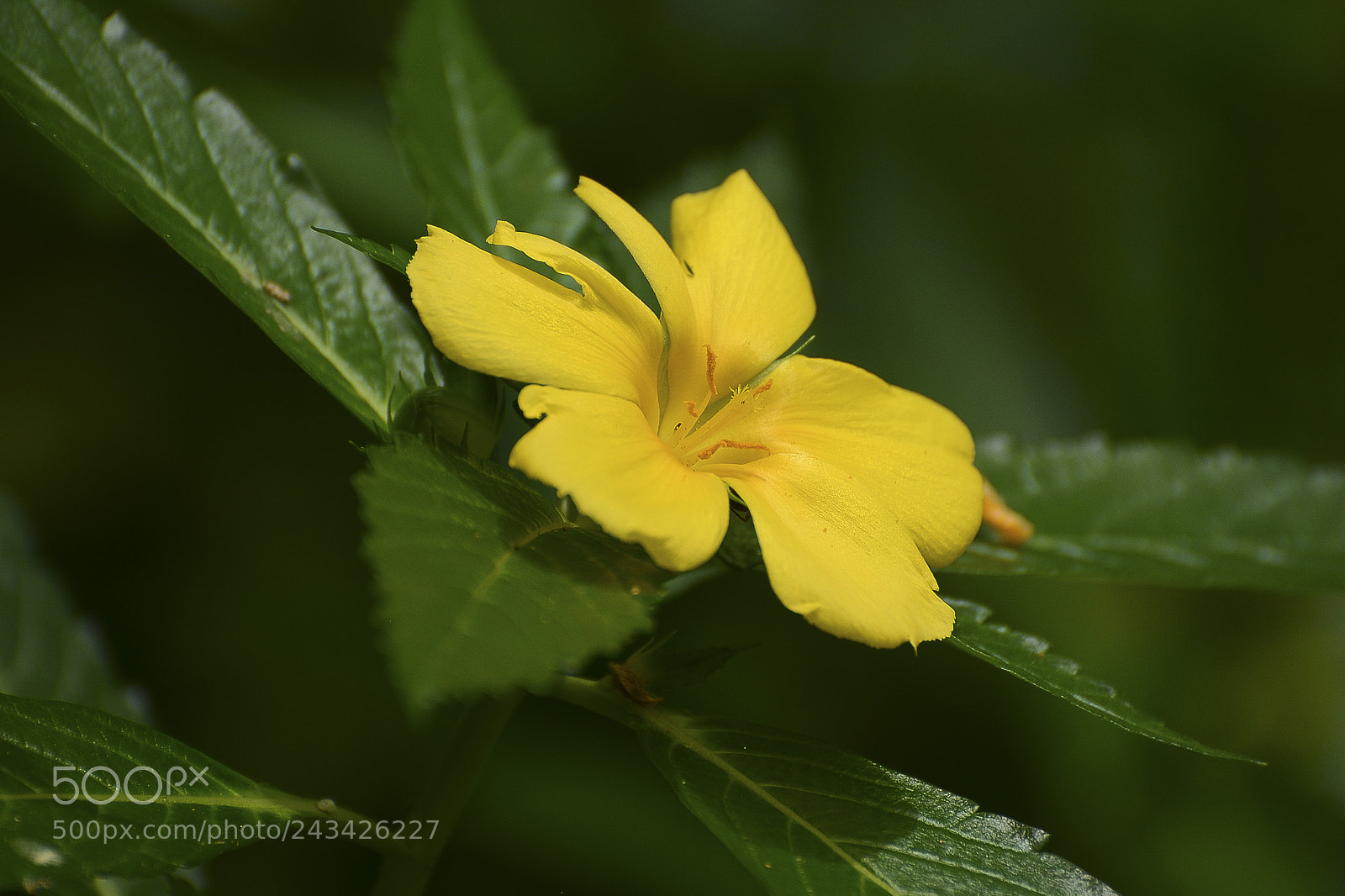 Nikon D7100 sample photo. Flor dourada. photography