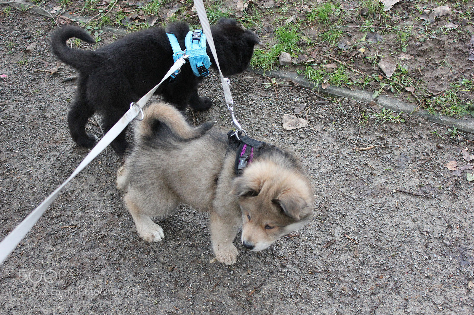 Canon EOS 550D (EOS Rebel T2i / EOS Kiss X4) sample photo. Akira und luna erkunden photography