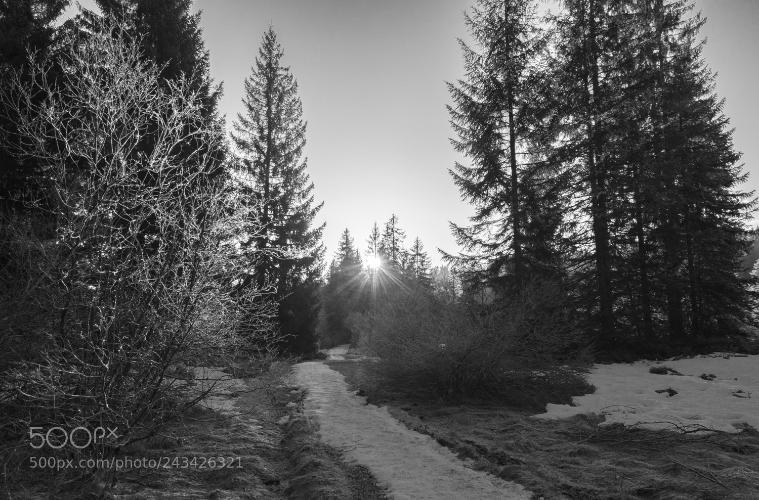 Sony a7 II sample photo. Jura sonnenaufganh s/w photography