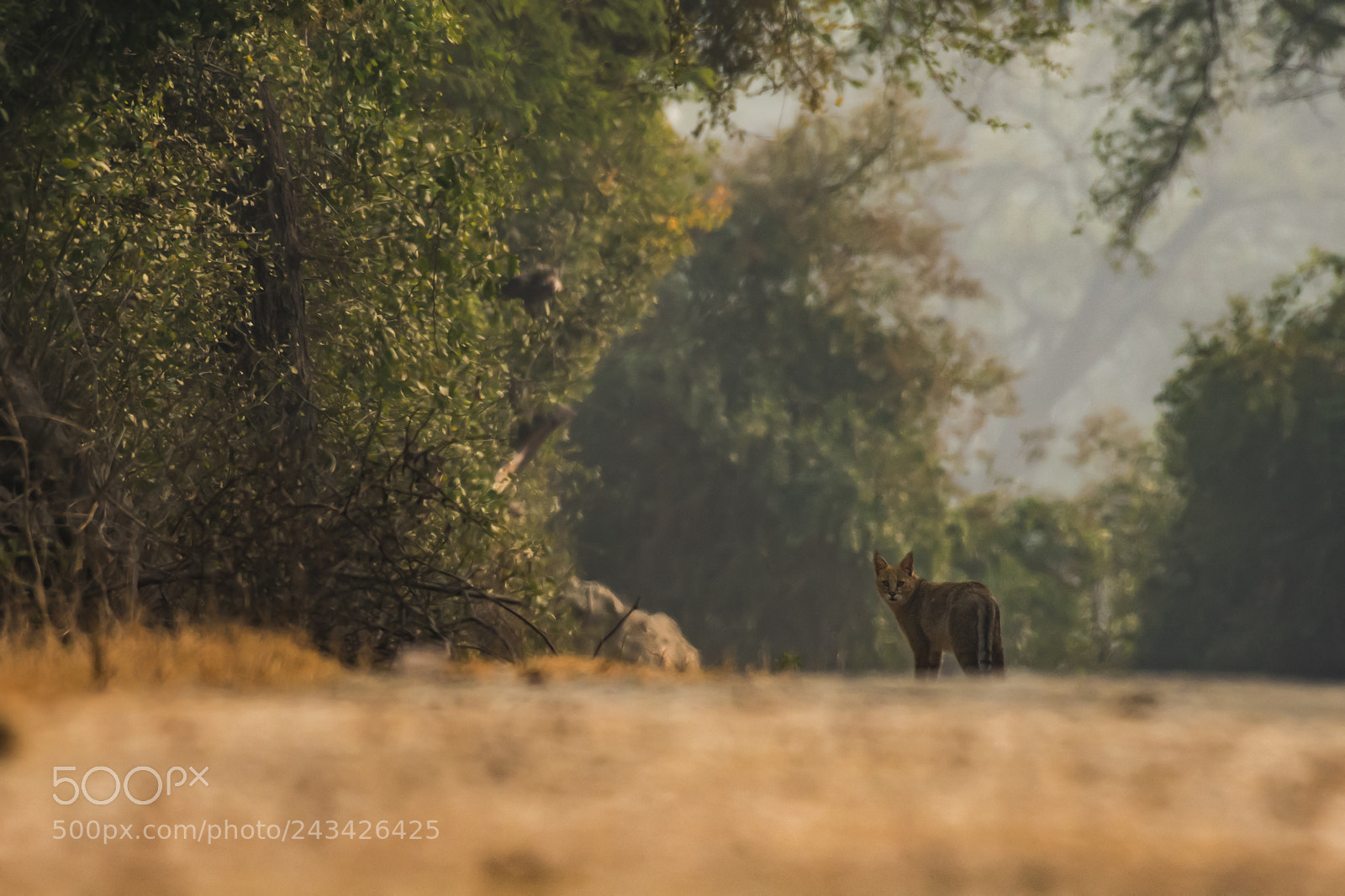 Nikon D500 sample photo. Jungle cat photography