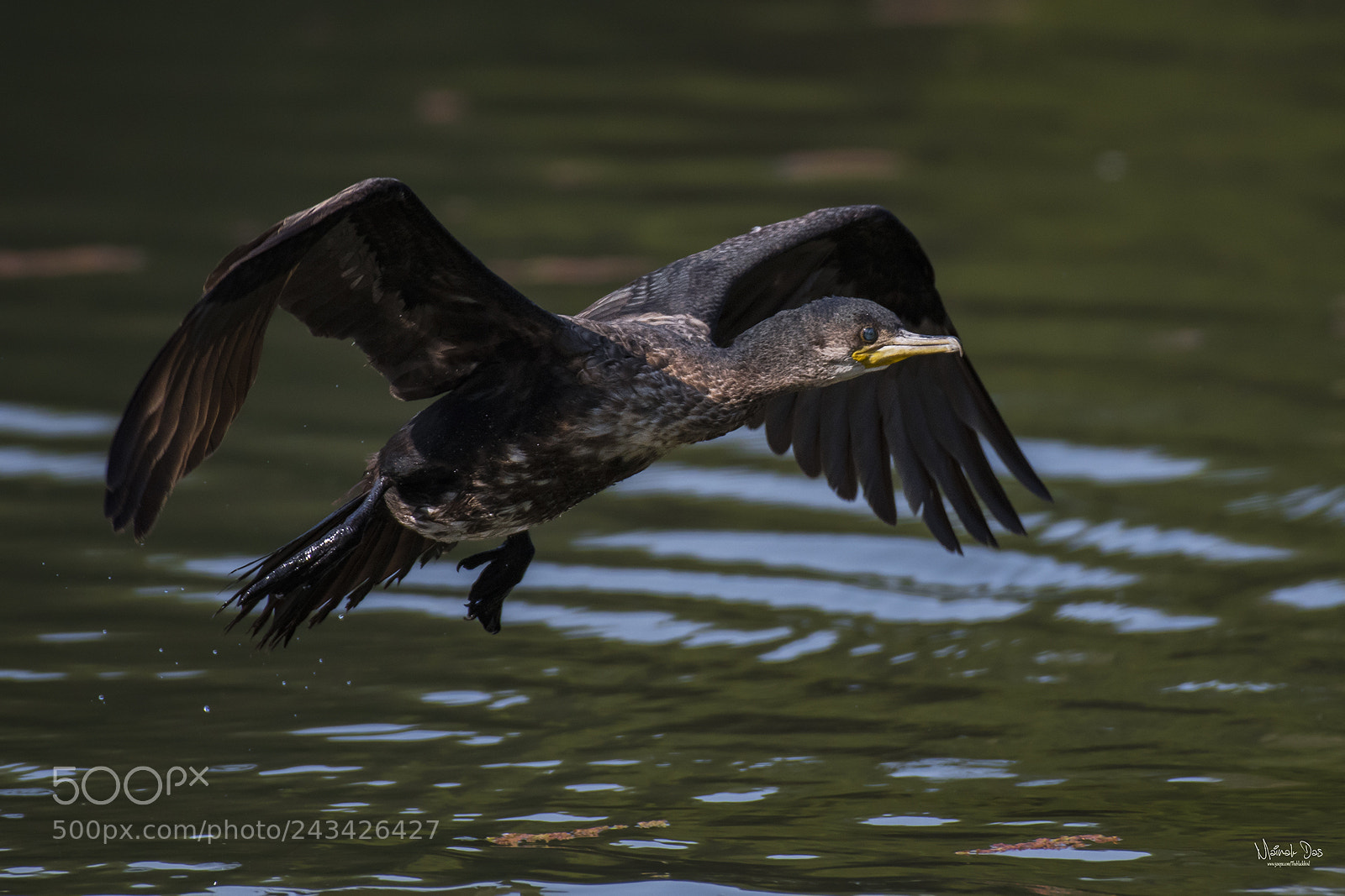 Nikon D500 sample photo. Great cormorant photography