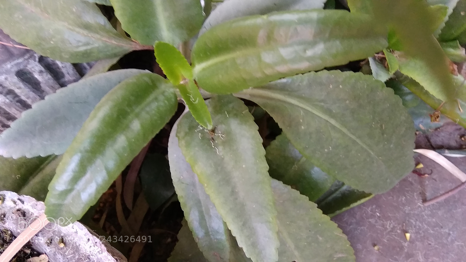 Xiaomi Redmi 5A sample photo. Img_20180122_163707.jpg photography
