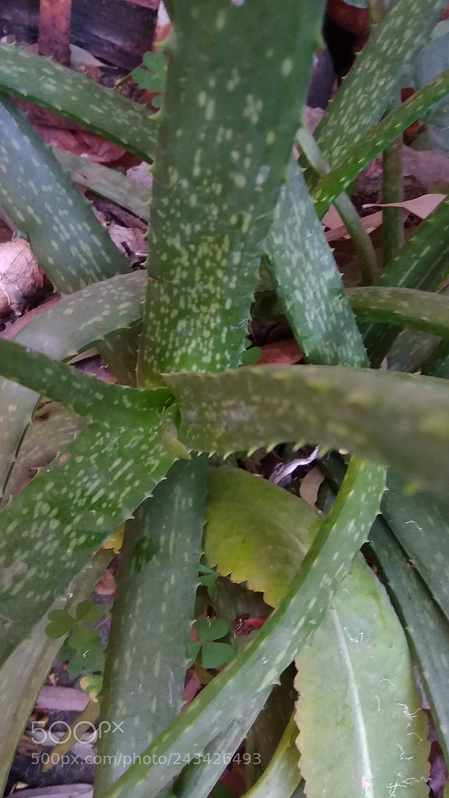 Xiaomi Redmi 5A sample photo. Img_20180122_163751.jpg photography