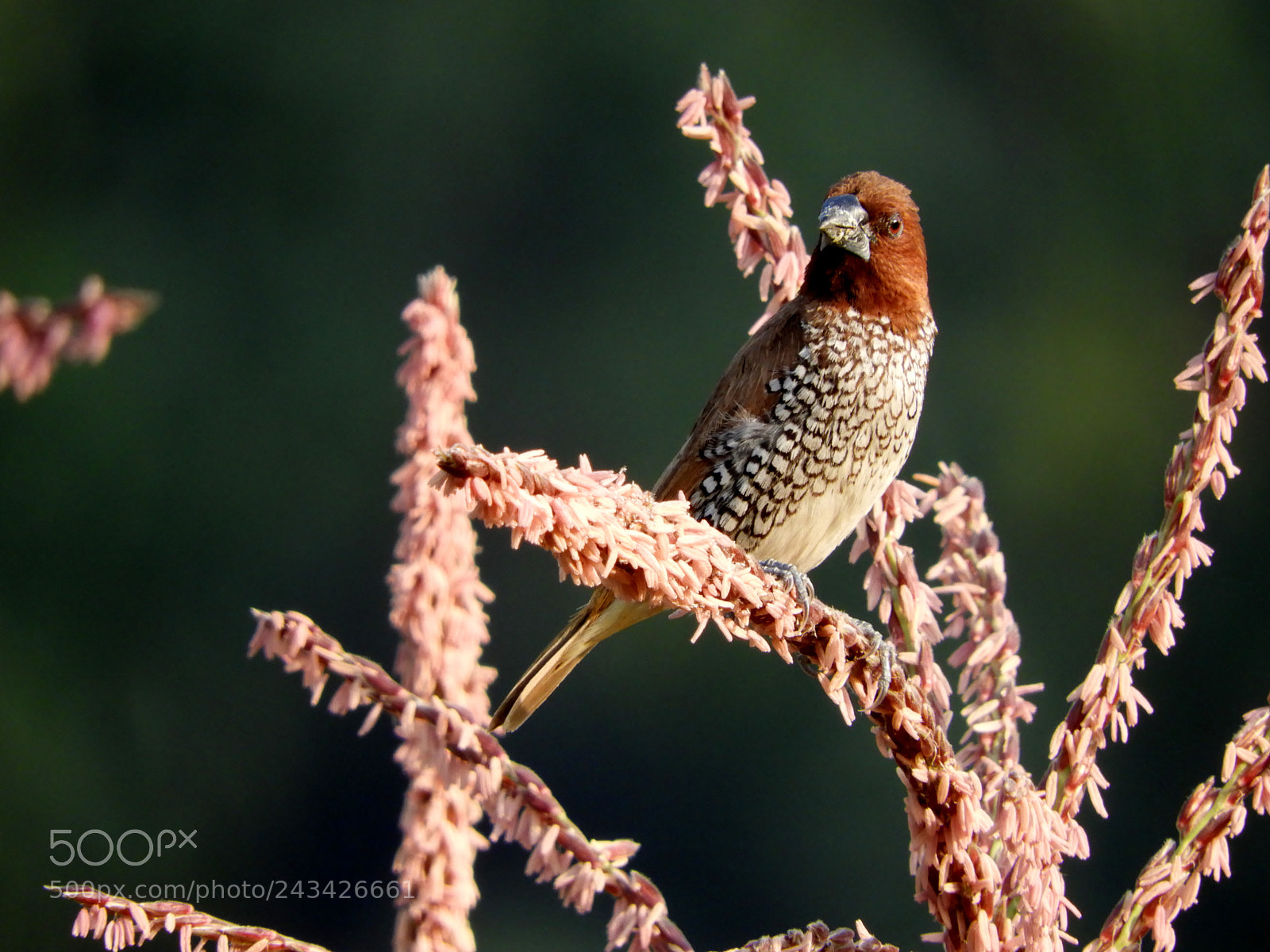 Nikon Coolpix B700 sample photo. Munia photography