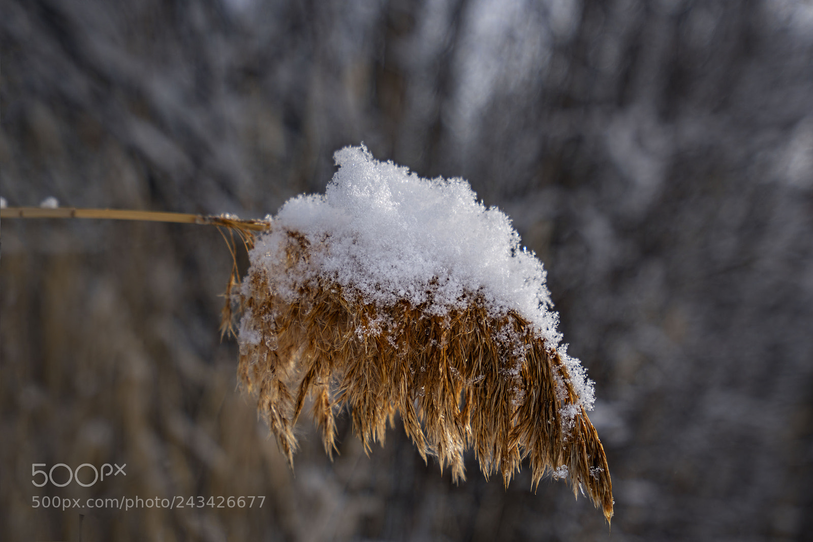 Sony a7R II sample photo. Nature... photography