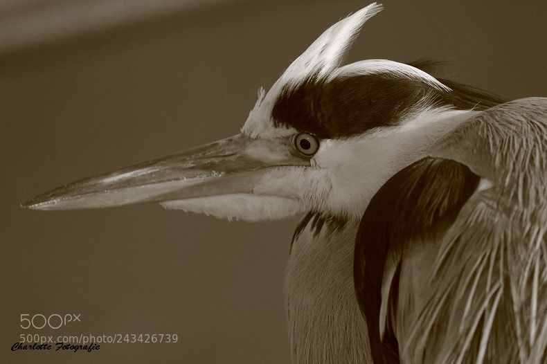Canon EOS 1200D (EOS Rebel T5 / EOS Kiss X70 / EOS Hi) sample photo. Reiger in volendam photography