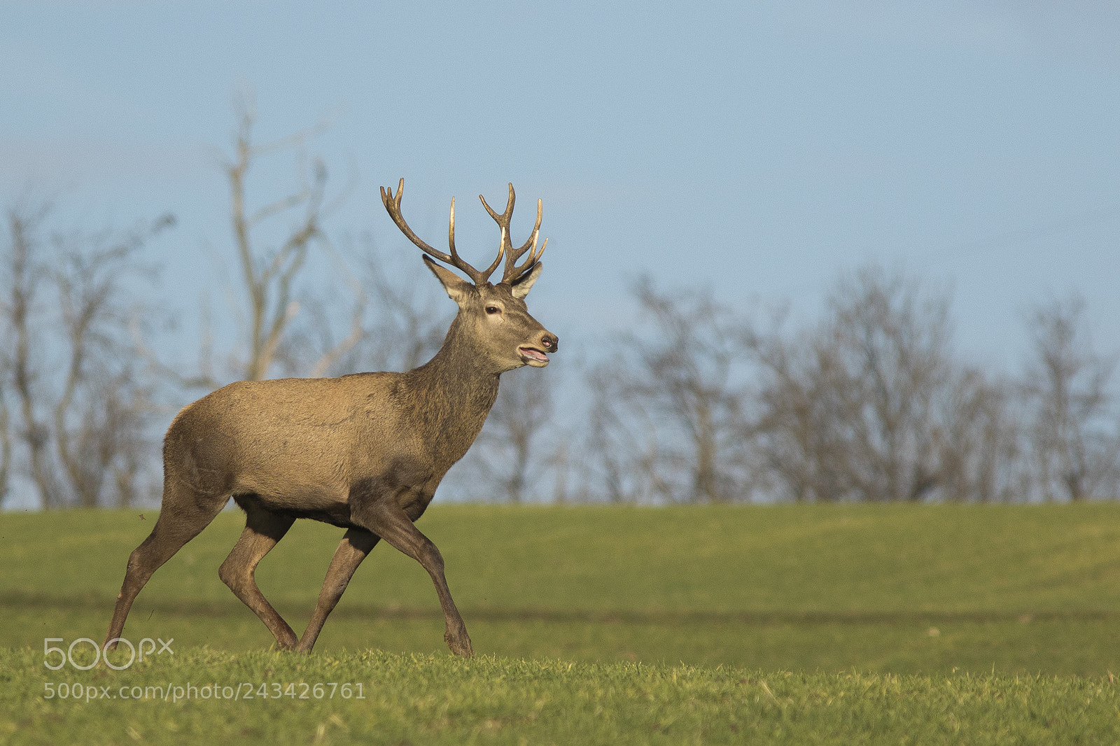 Canon EOS 7D Mark II sample photo. Cervus elaphus photography