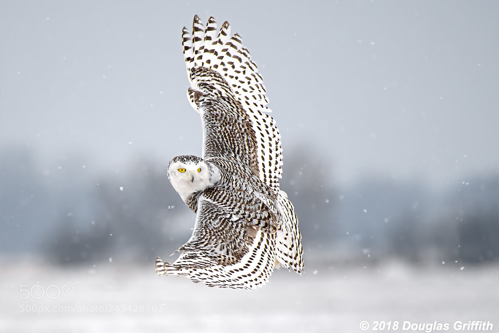 Nikon D500 sample photo. Say whaaat female snowy photography