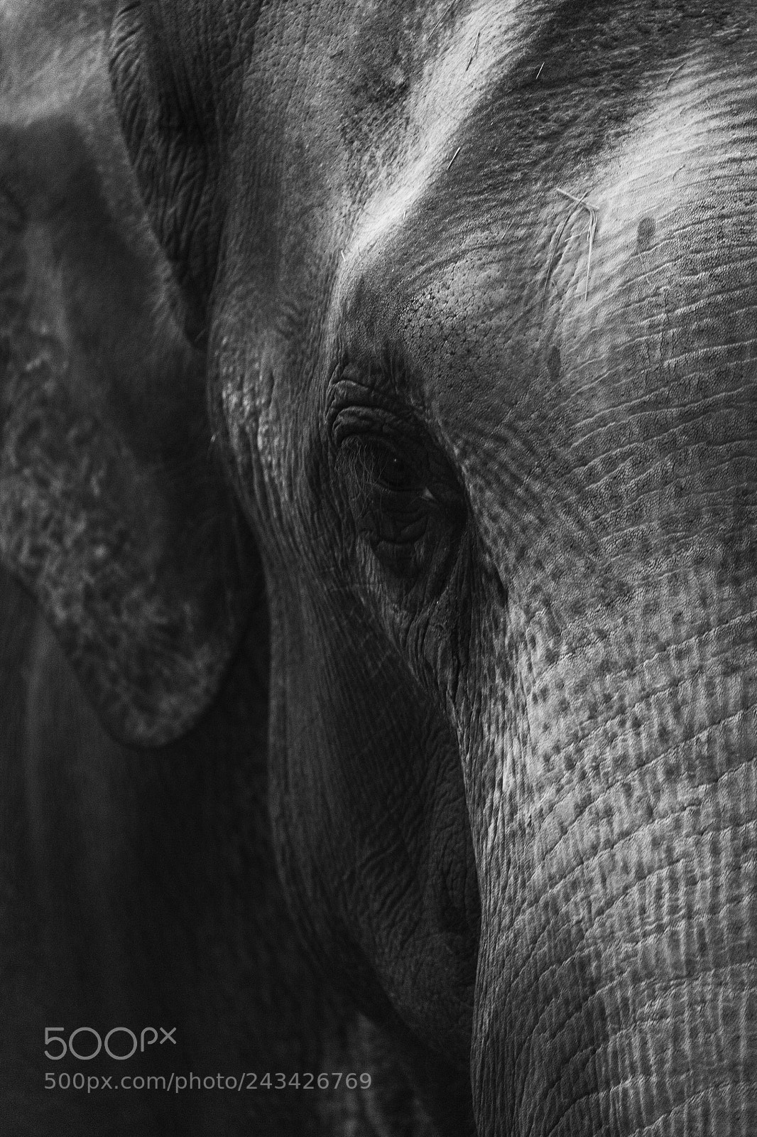 Canon EOS 5D sample photo. Elephant photography