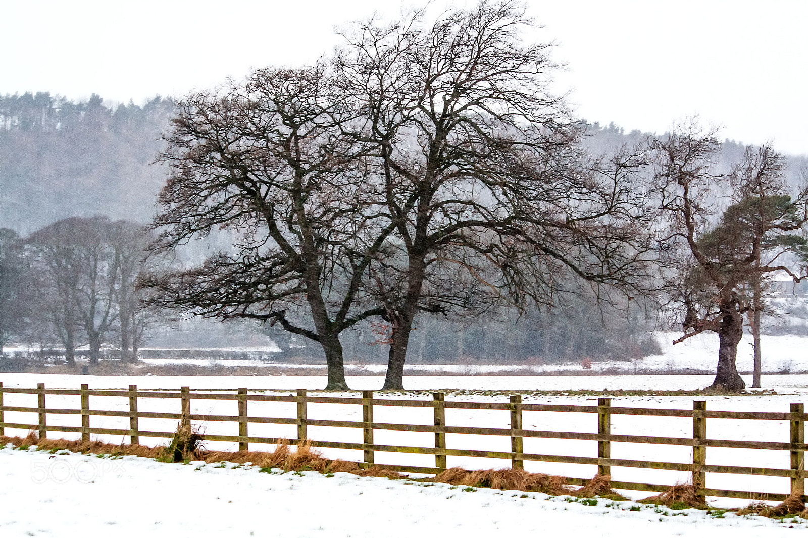 Canon EOS 450D (EOS Rebel XSi / EOS Kiss X2) sample photo. Two trees in winter photography