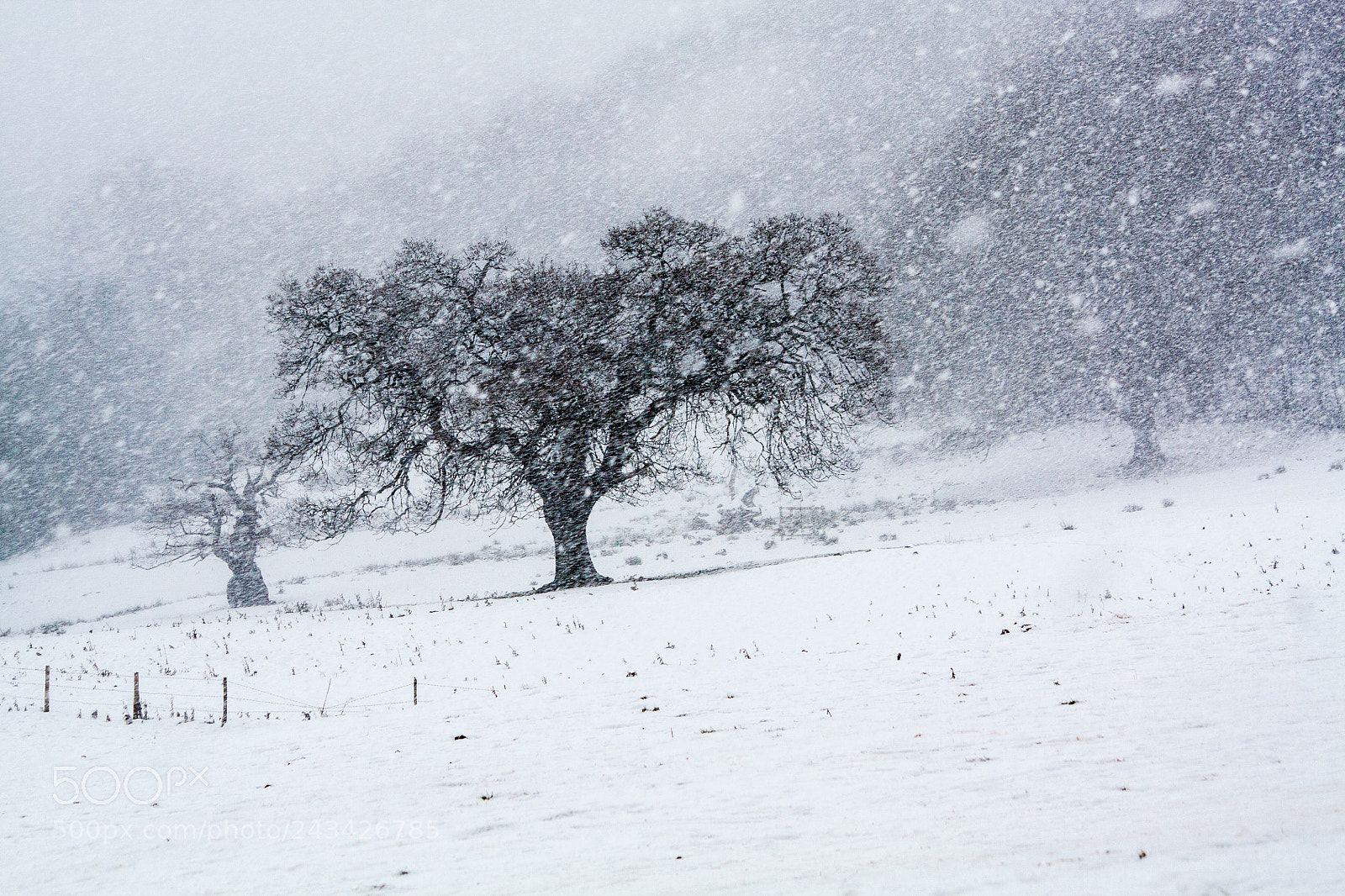 Canon EOS 450D (EOS Rebel XSi / EOS Kiss X2) sample photo. Tree in blizzard photography
