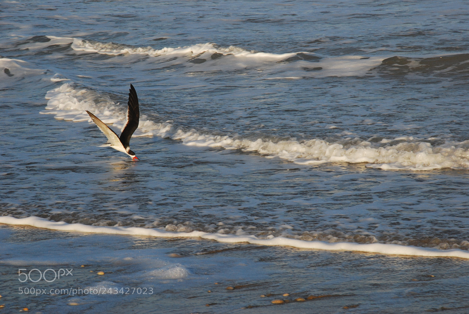 Nikon D80 sample photo. Black skimmer feeding photography
