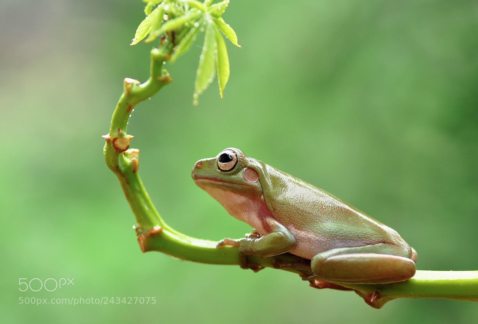 Nikon D5000 sample photo. Frog photography