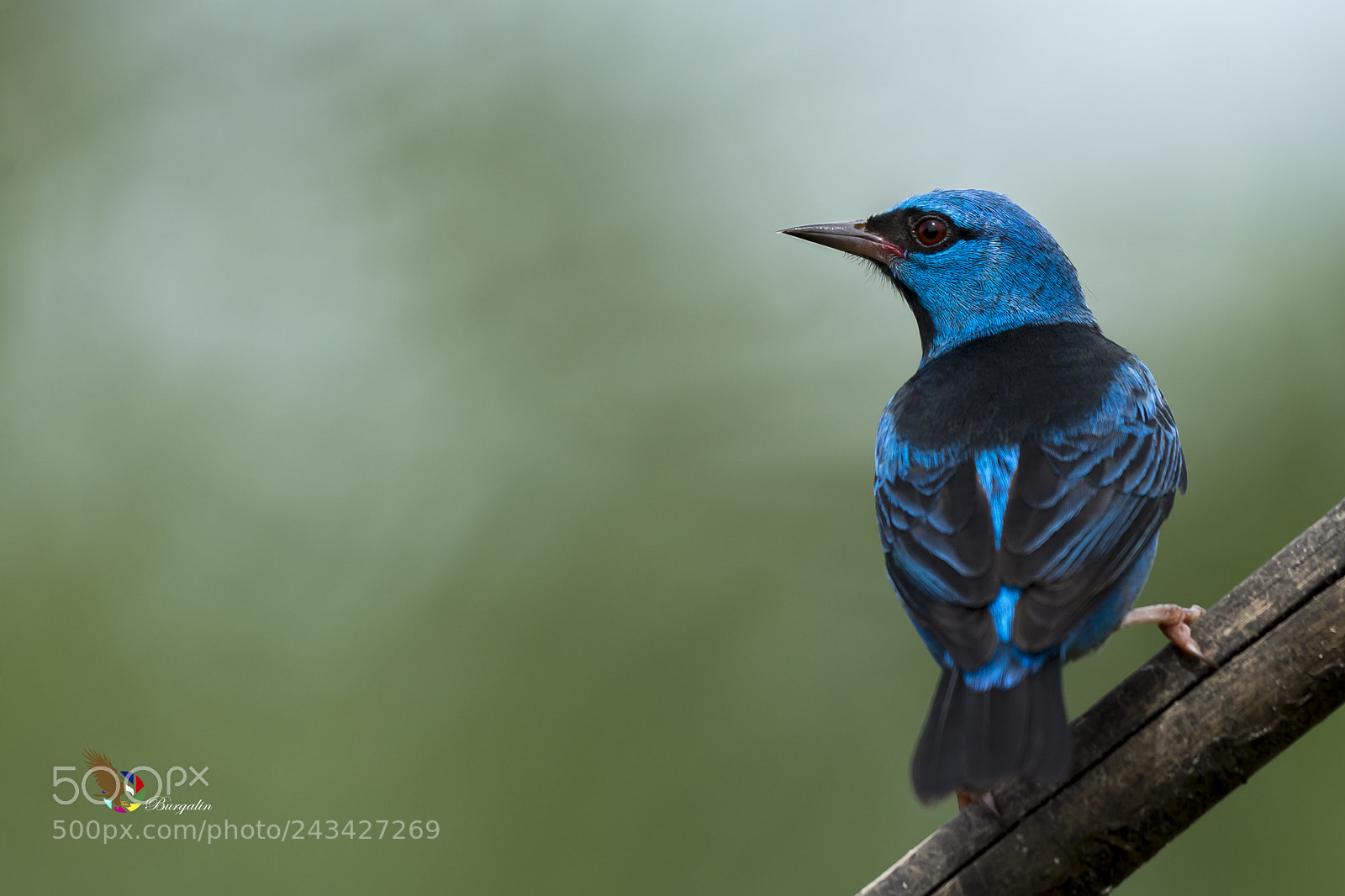 Nikon D7100 sample photo. Blue dacnis photography