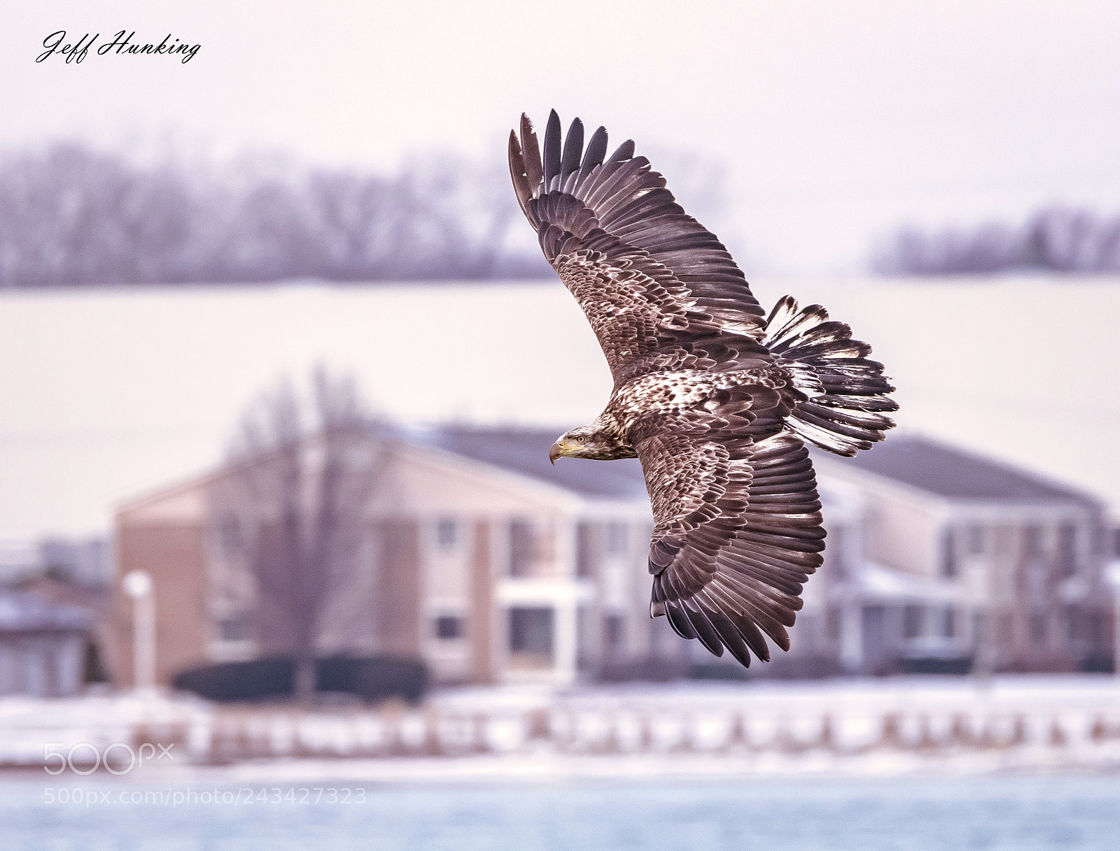 Canon EOS 7D Mark II sample photo. Fly like an eagle...... photography