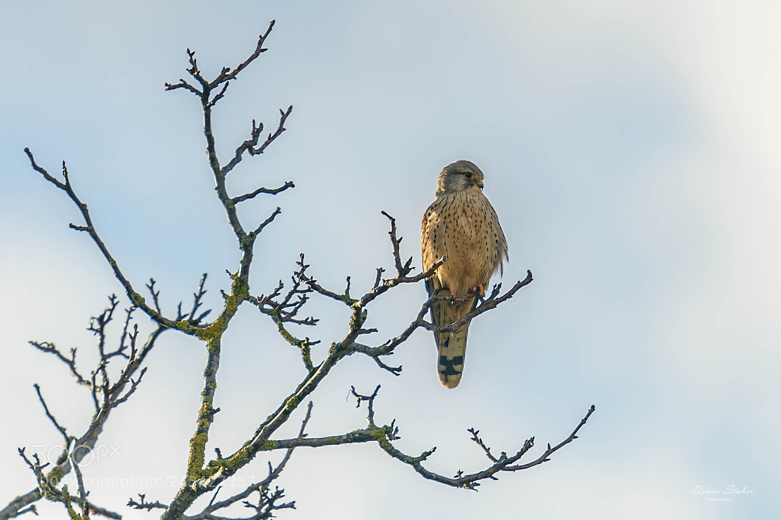 Nikon D850 sample photo. Turmfalke im morgenlicht photography