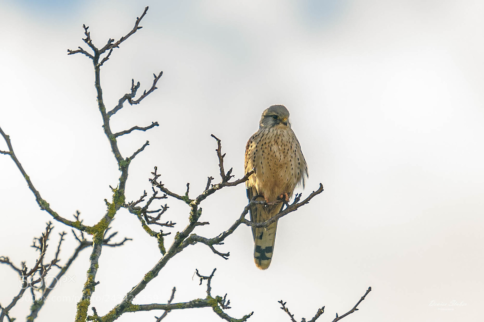 Nikon D850 sample photo. Turmfalke im morgenlich photography