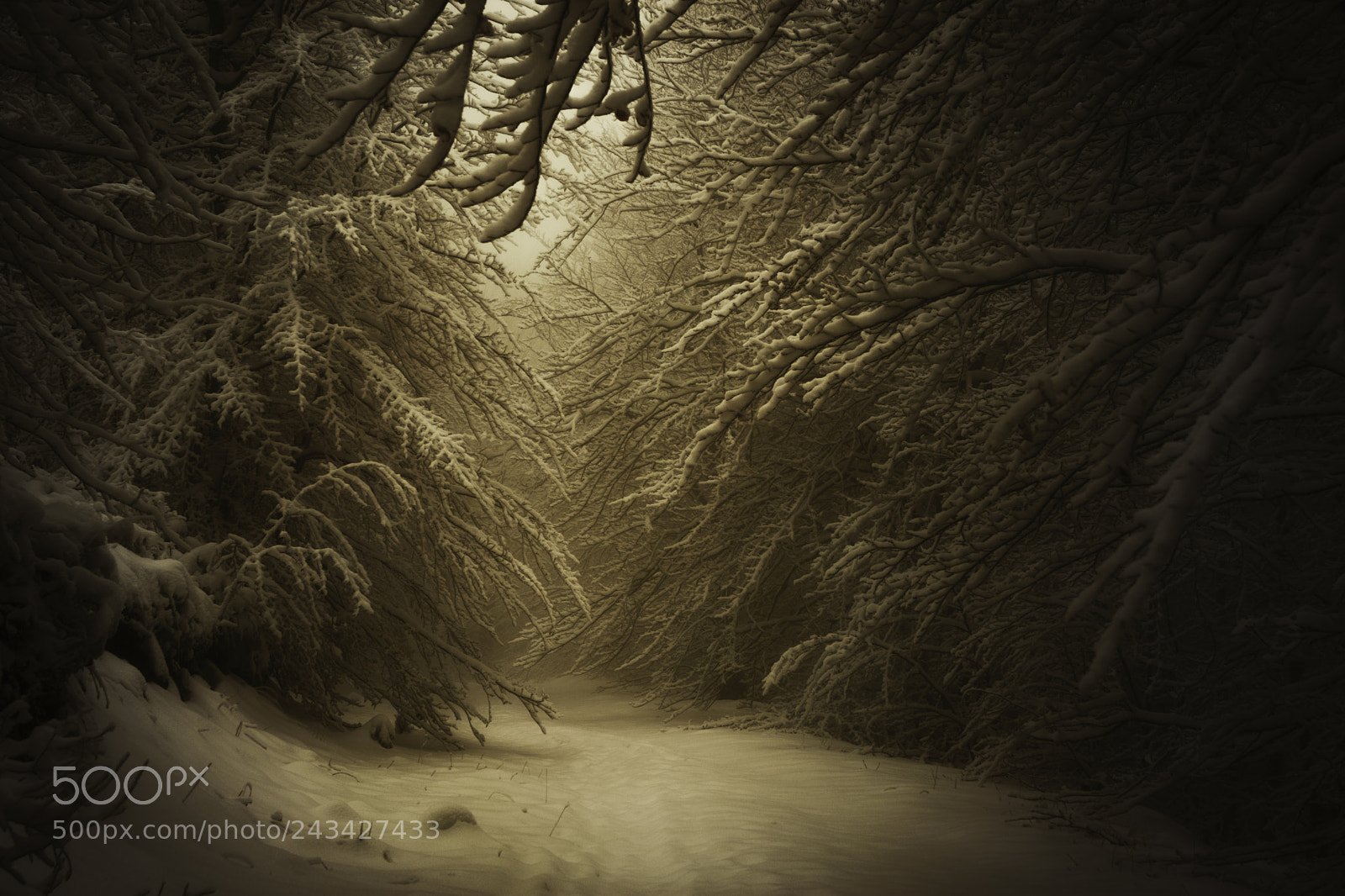 Nikon D7200 sample photo. The path is closed photography