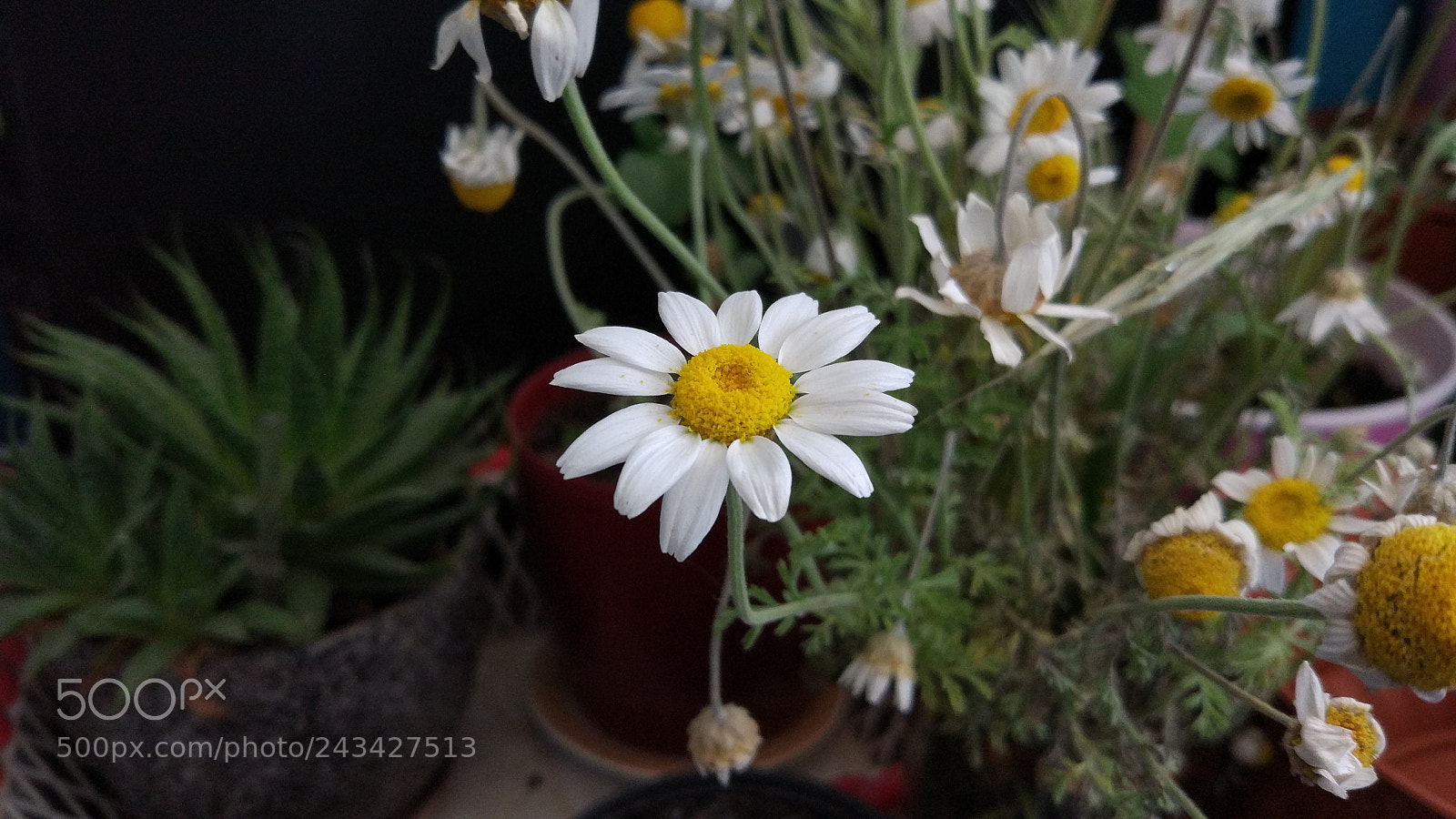Xiaomi MI 5 sample photo. Untitled photography