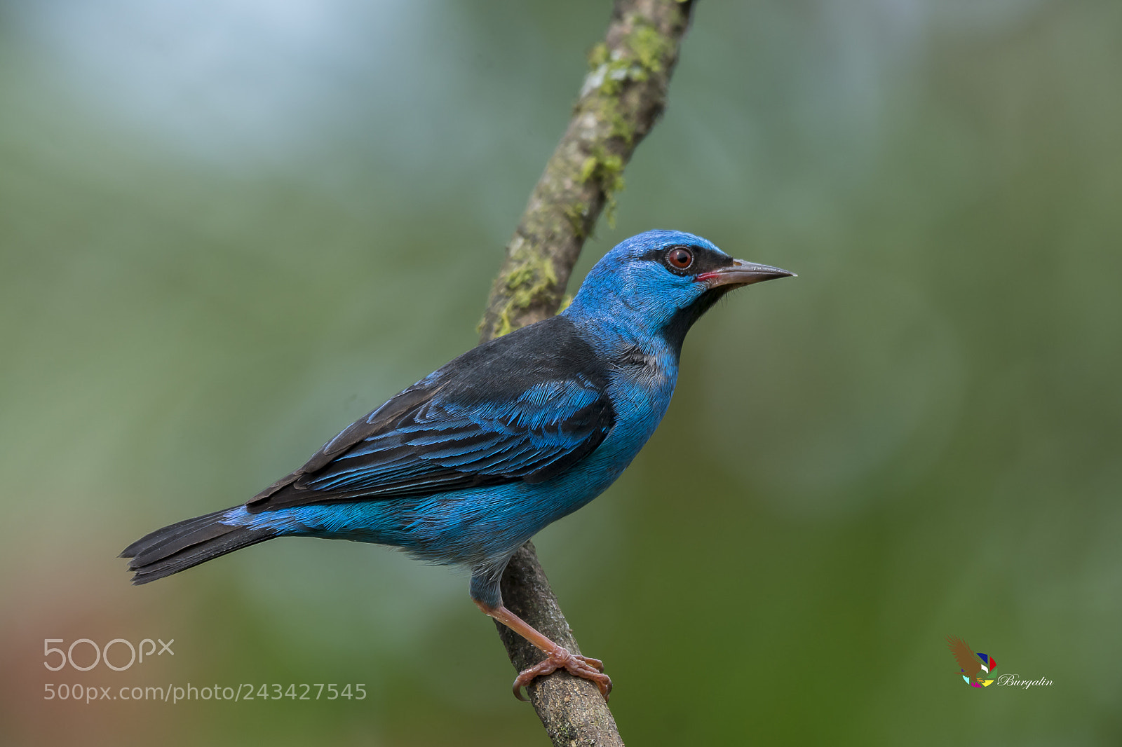 Nikon D7100 sample photo. Blue dacnis photography