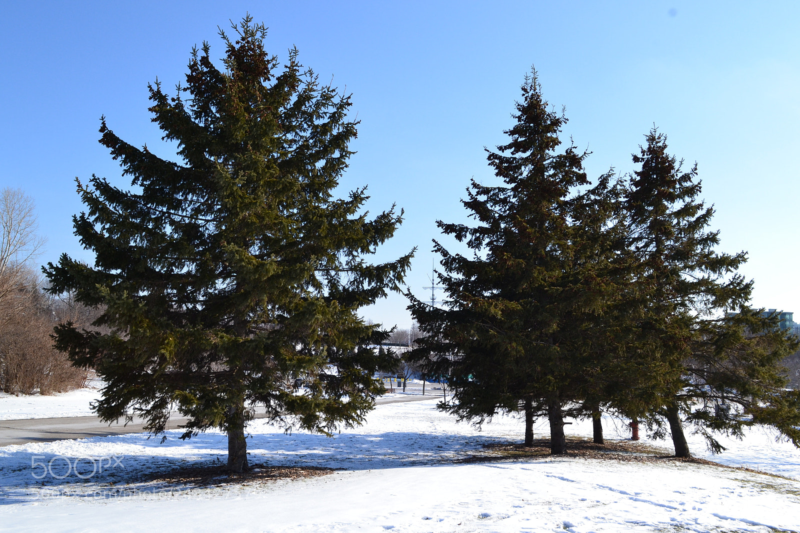 Nikon D3100 sample photo. Winter blue photography