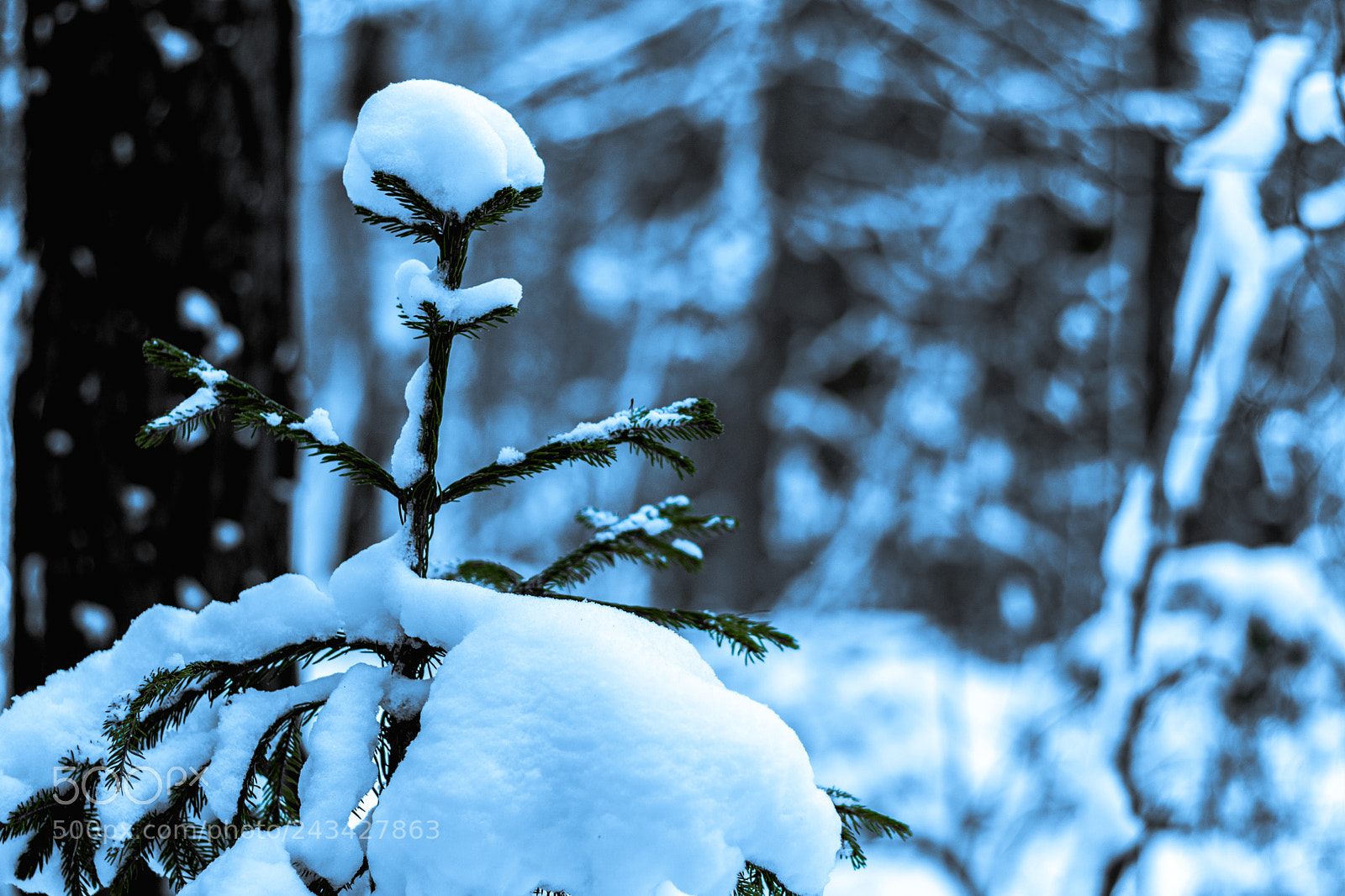 Canon EOS 750D (EOS Rebel T6i / EOS Kiss X8i) sample photo. Even more snow photography