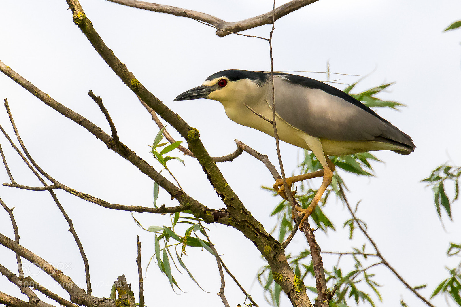 Canon EOS 7D Mark II sample photo. Black-crowned night heron nycticorax photography