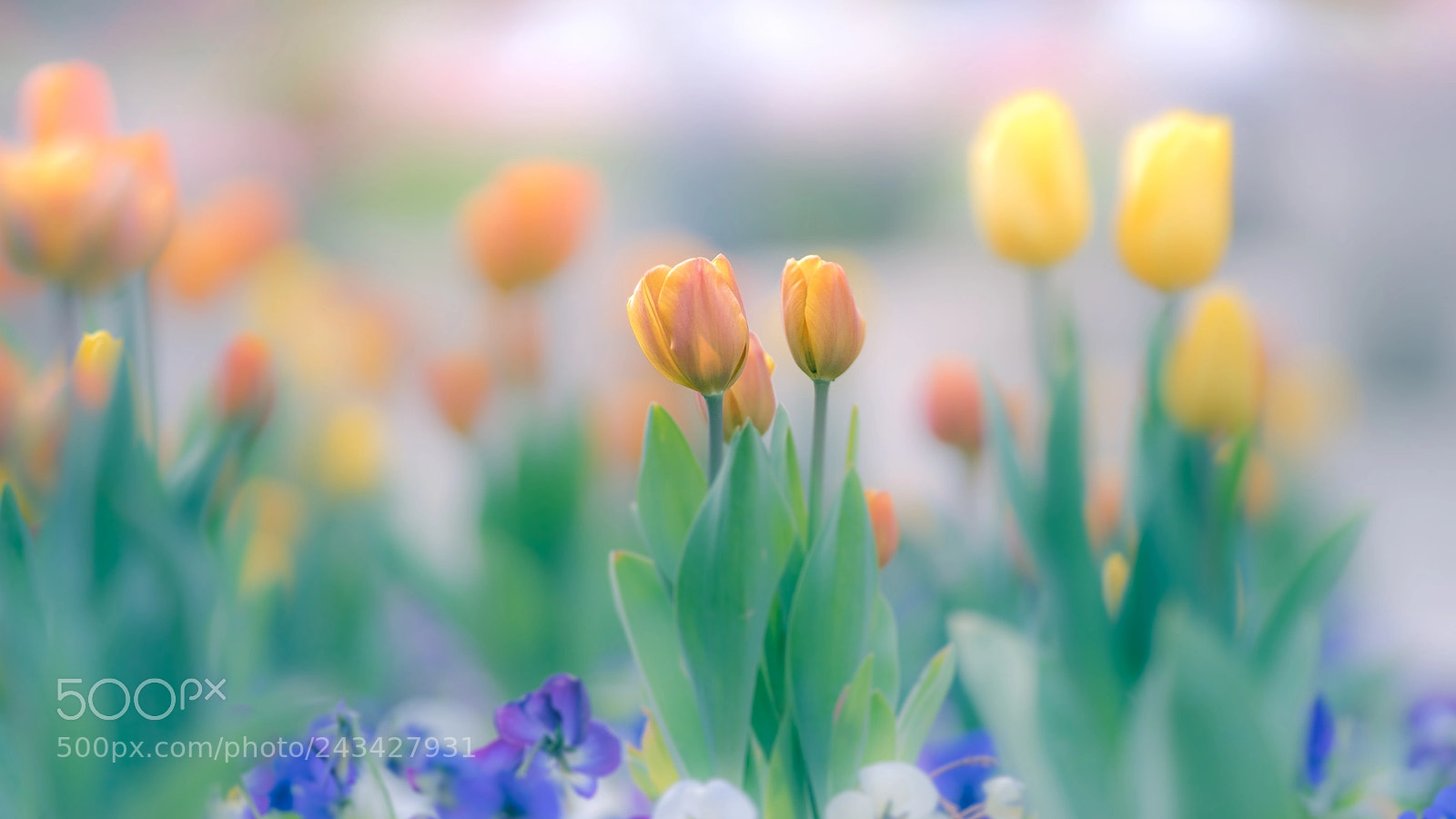 Sony a7 II sample photo. ＊＊＊ photography