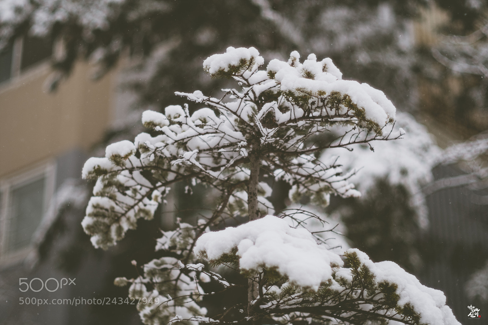 Fujifilm X-T2 sample photo. One snowy day photography