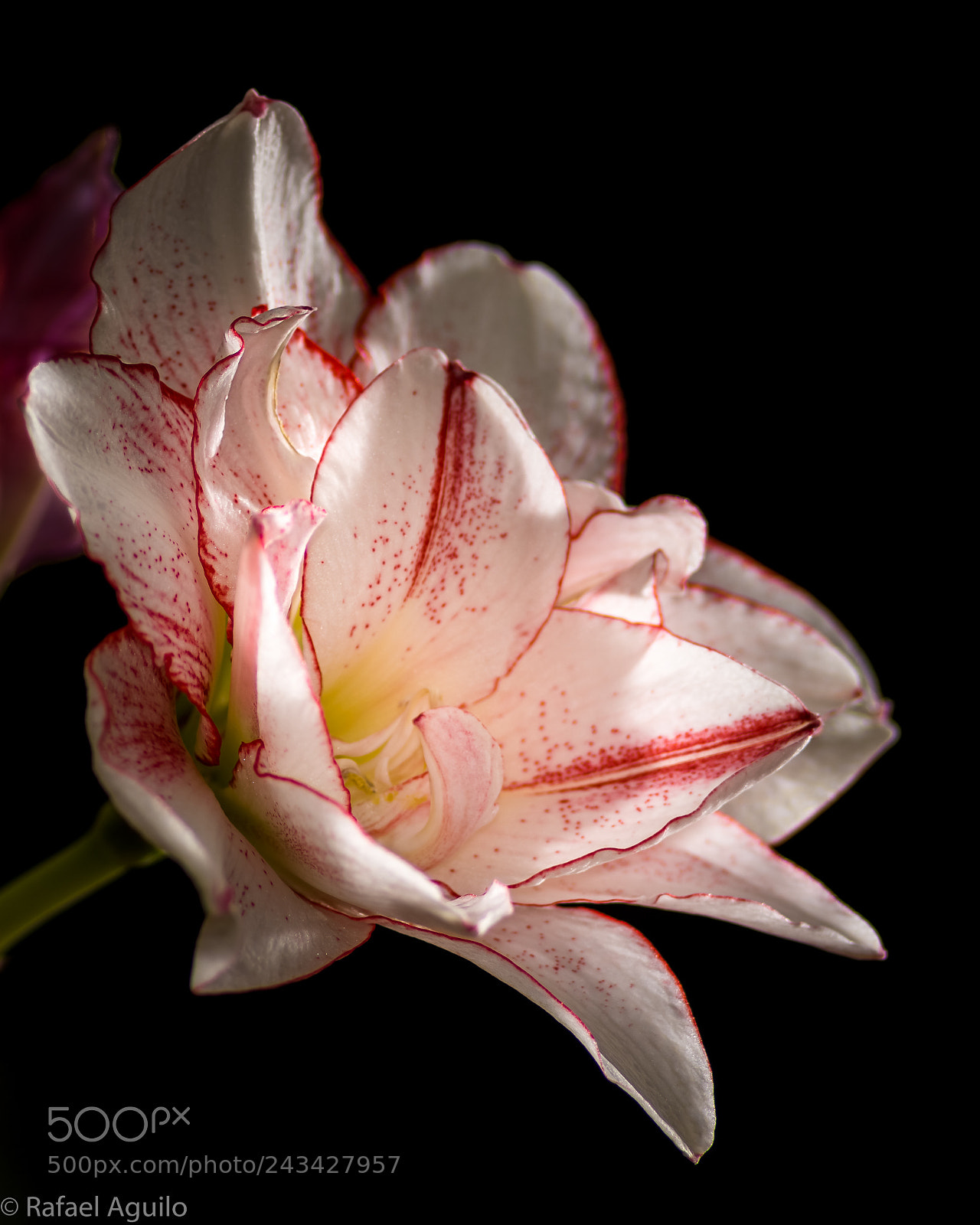 Nikon D7200 sample photo. Amaryllis striped amadeus photography