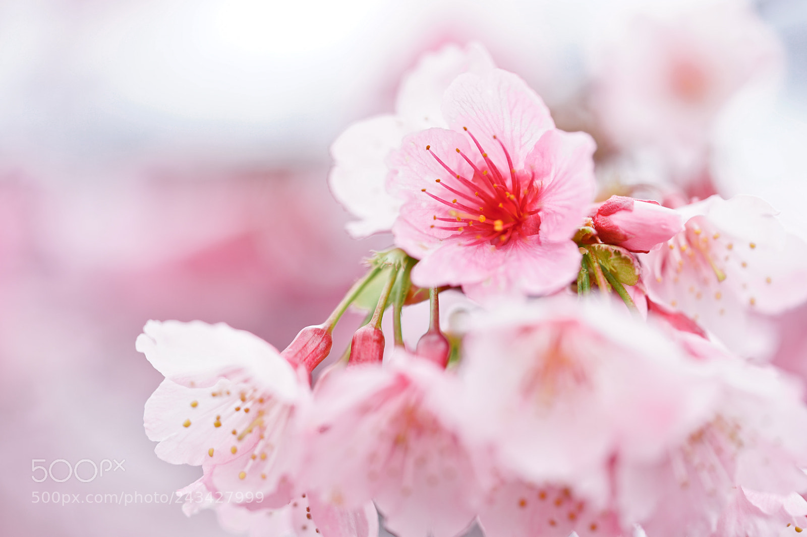 Sony a7 II sample photo. Cherry blossom photography