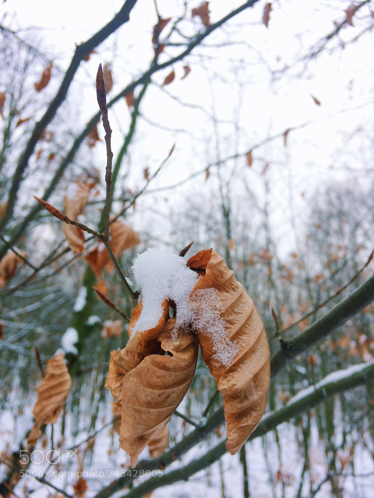Apple iPhone 5s sample photo. Winter photography