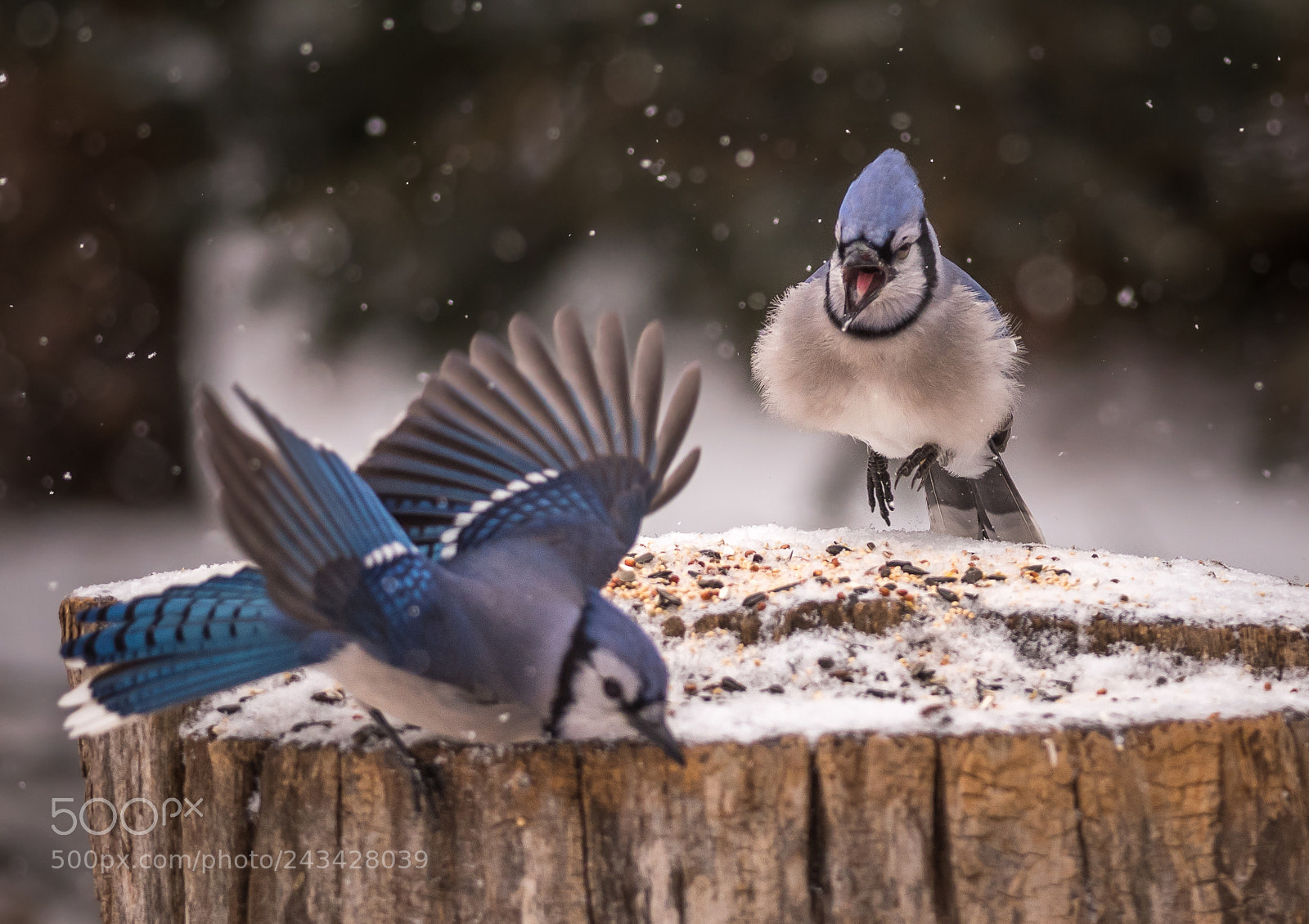Nikon D500 sample photo. Blue jays at feeder photography