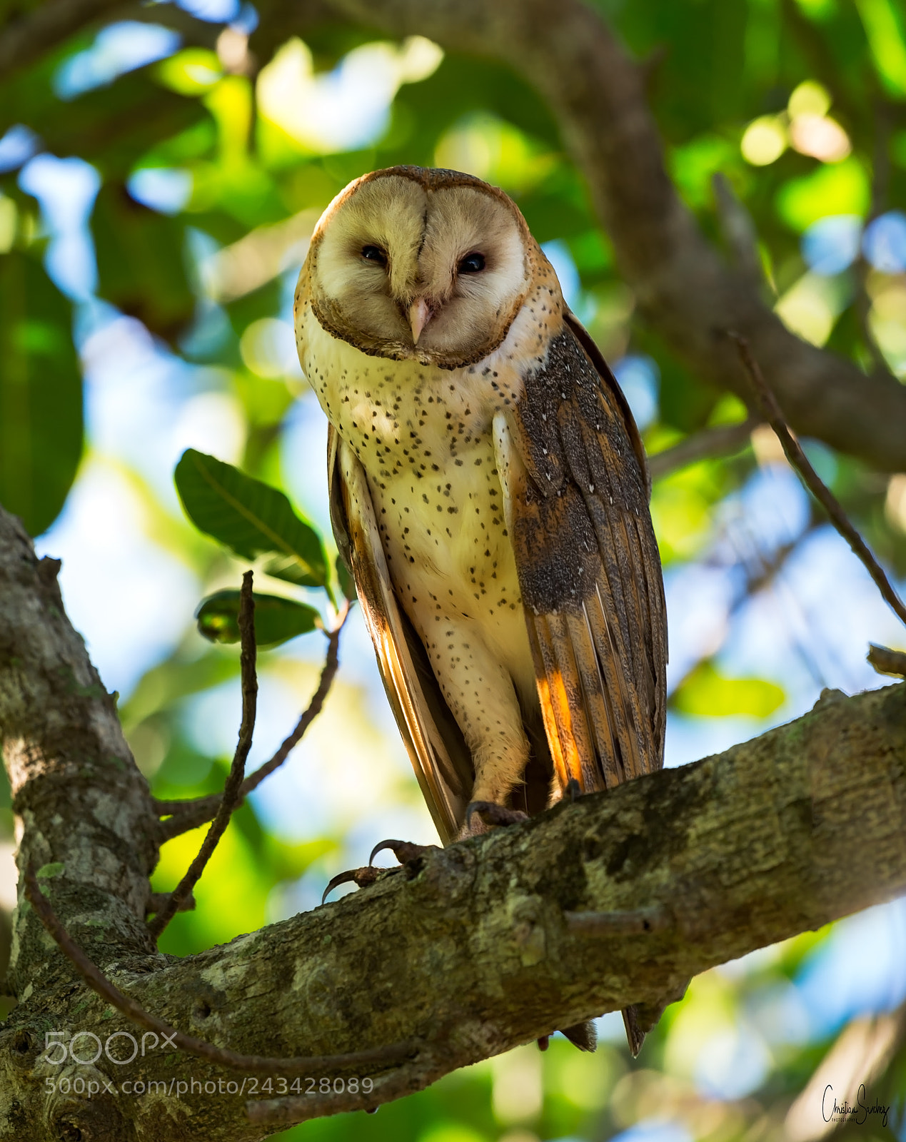 Nikon D4 sample photo. Barn-owl photography