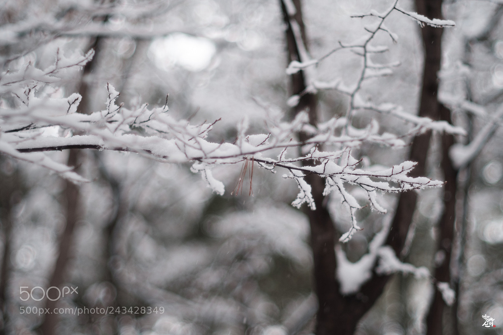 Fujifilm X-T2 sample photo. One snowy day 02 photography