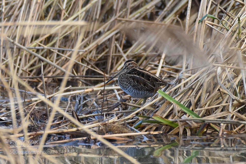 Nikon D7200 sample photo. Snipe photography