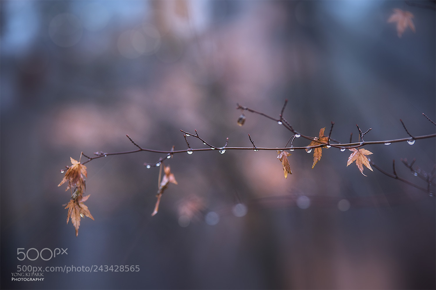 Pentax K-1 sample photo. Winter rain-4 photography