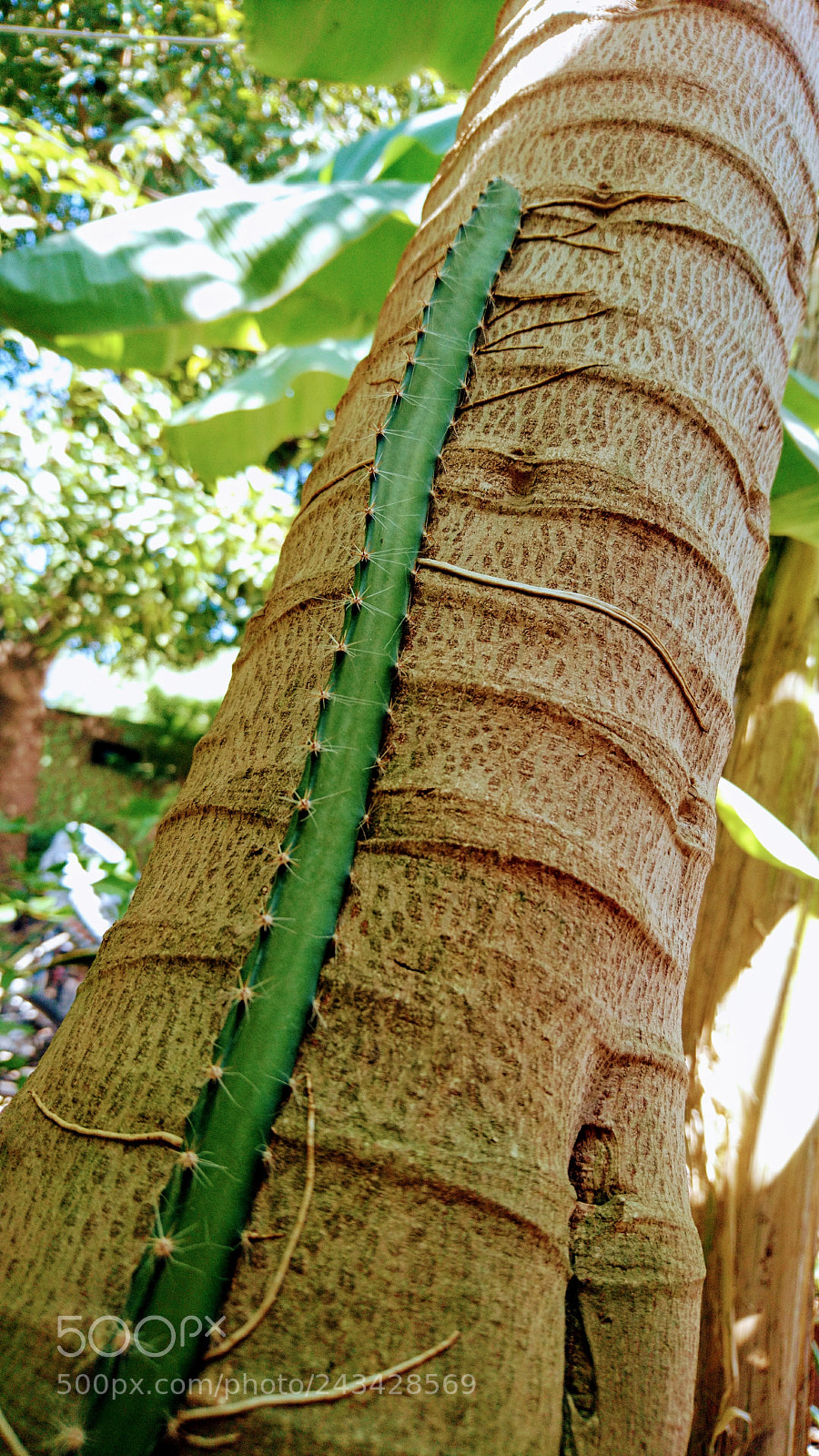 Sony Xperia X sample photo. Like a worm ? photography