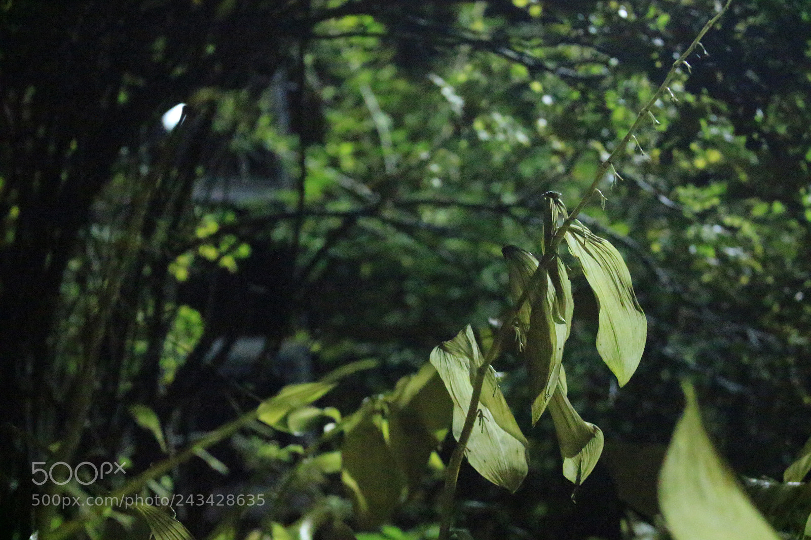 Canon EOS 100D (EOS Rebel SL1 / EOS Kiss X7) sample photo. Night life photography