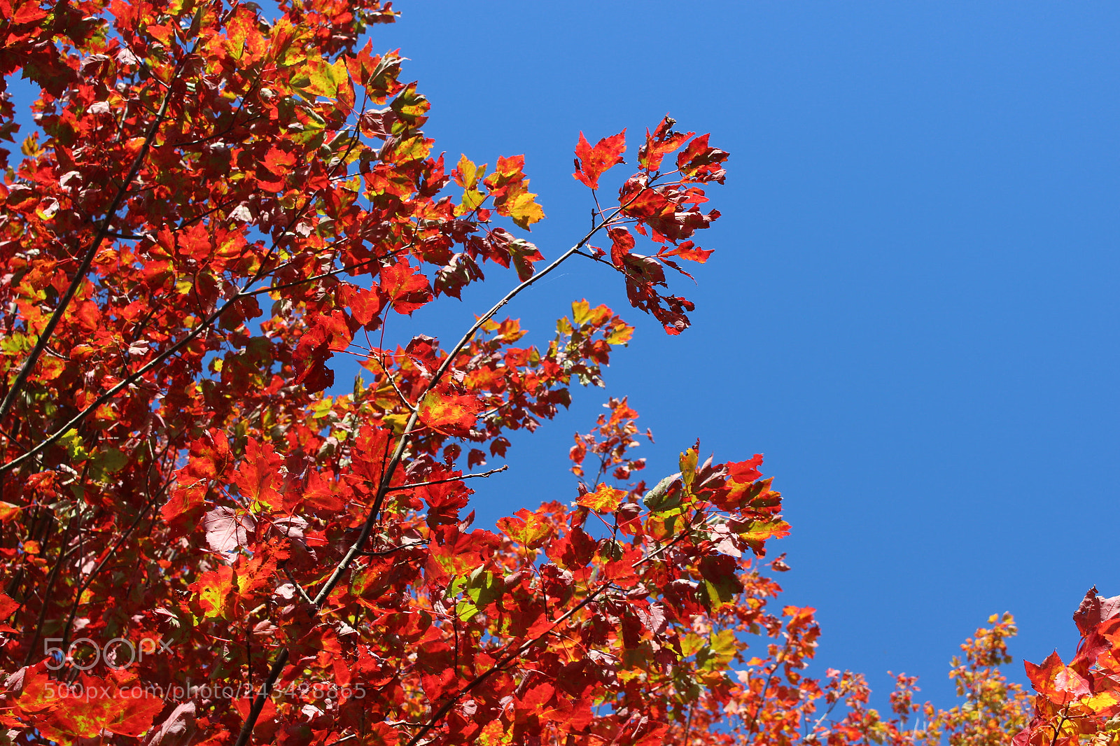 Canon EOS 100D (EOS Rebel SL1 / EOS Kiss X7) sample photo. Autumn photography