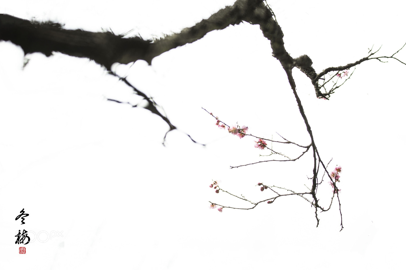 Nikon D800E sample photo. Plum in winter photography