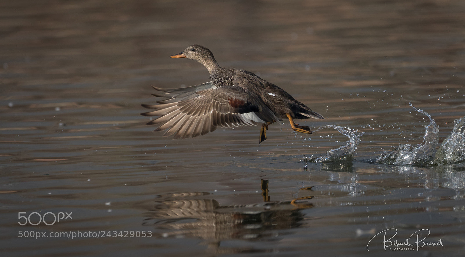 Canon EOS 7D Mark II sample photo. Take off photography