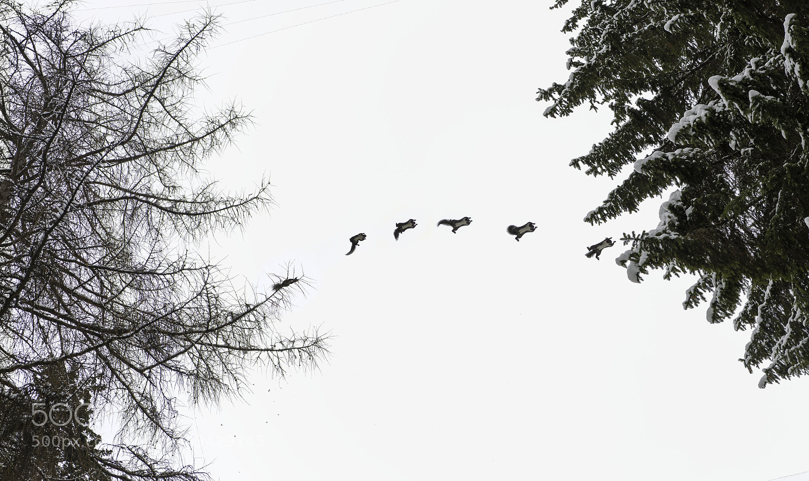 Nikon D500 sample photo. Squirrel in flight photography
