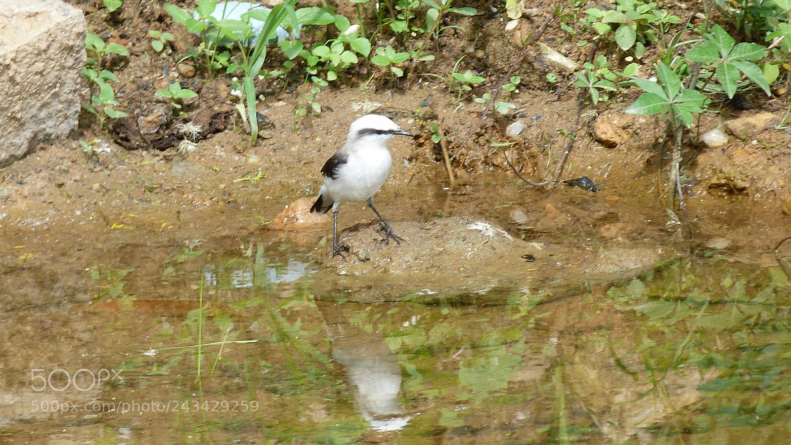 Panasonic Lumix DMC-FZ40 (Lumix DMC-FZ45) sample photo. The bird photography