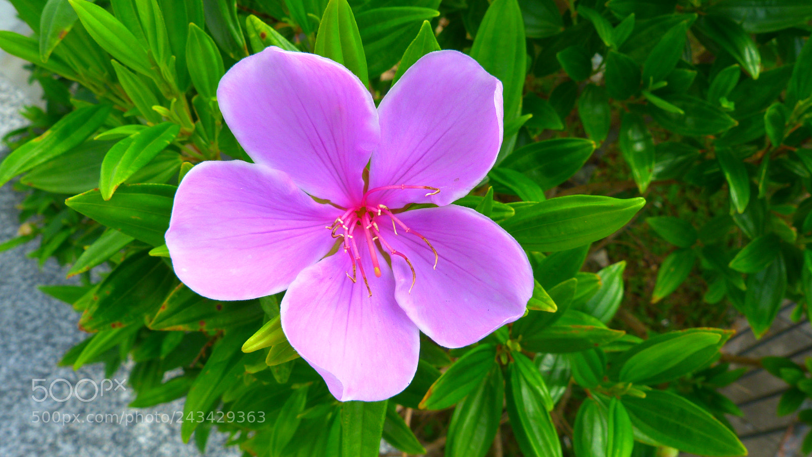 Panasonic Lumix DMC-FZ40 (Lumix DMC-FZ45) sample photo. The flower photography