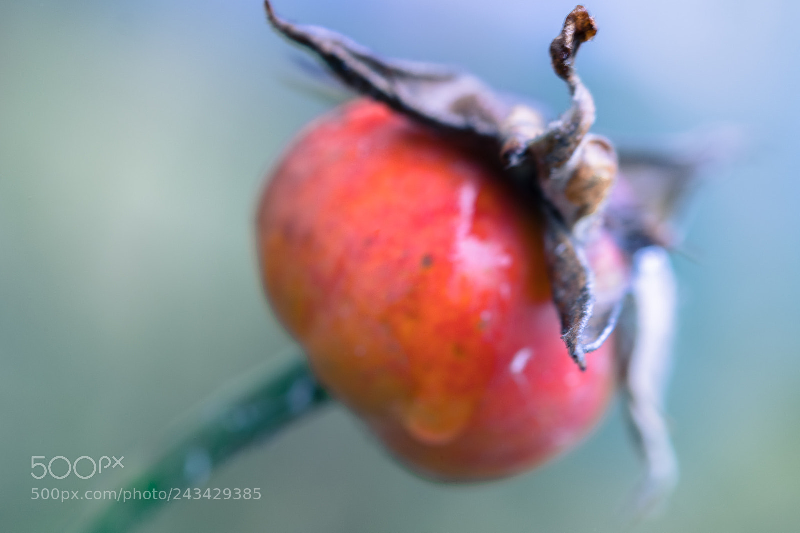 Canon EOS 77D (EOS 9000D / EOS 770D) sample photo. Frozen fruit photography