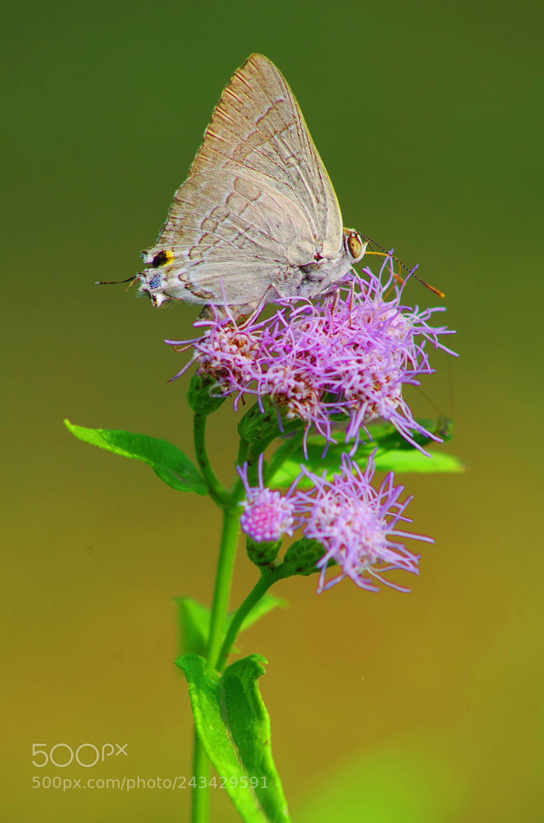 Pentax K-500 sample photo. Purple nectar ! photography