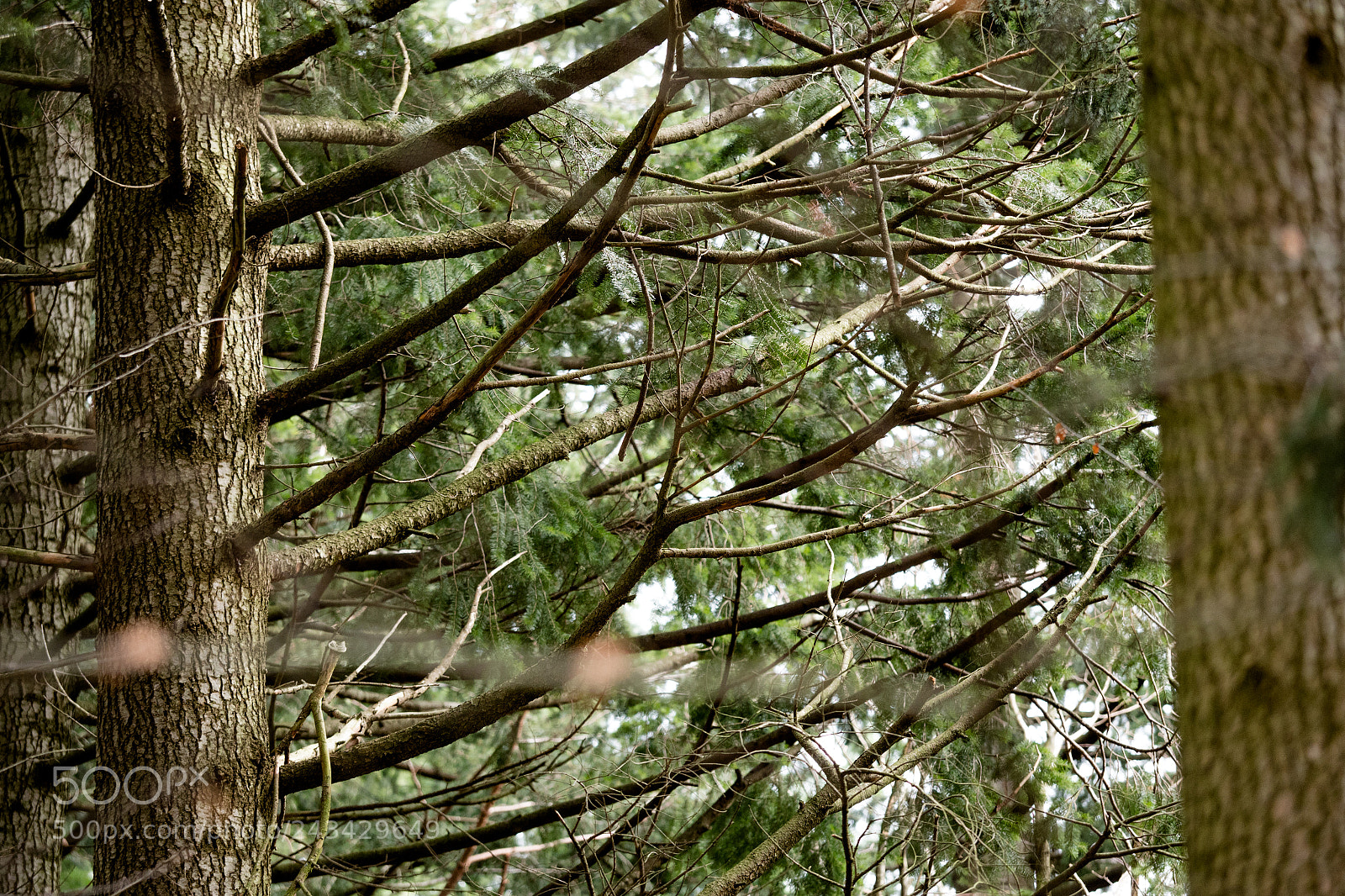 Olympus OM-D E-M1 Mark II sample photo. Pure nature photography