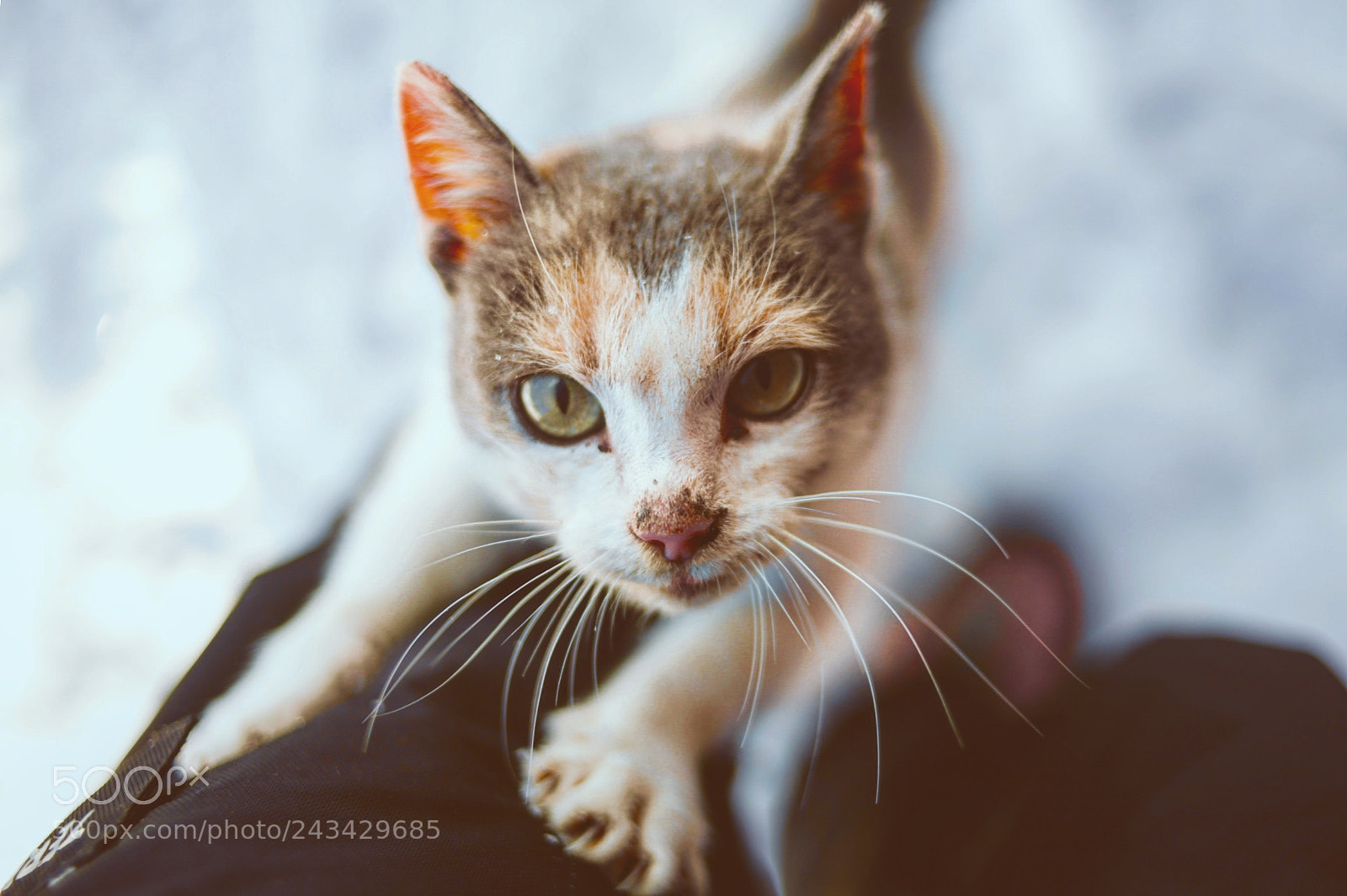 Canon EOS 5D sample photo. Untitled photography