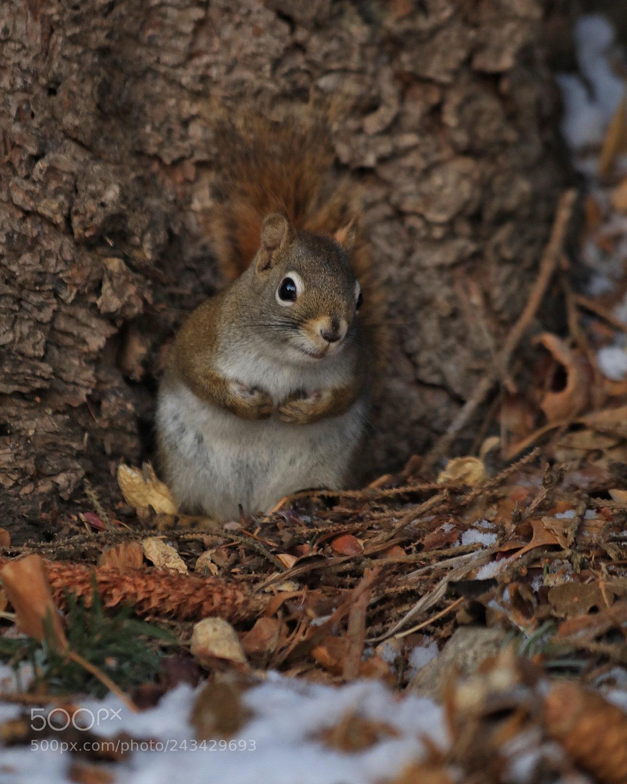 Canon EOS 5D Mark IV sample photo. Squirrel photography